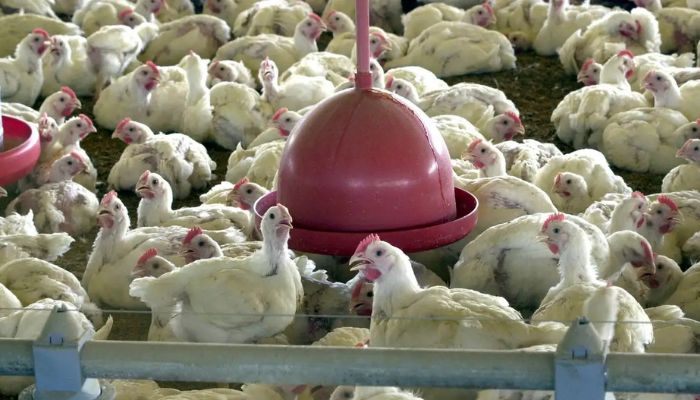  Chile e Arábia Saudita retiram restrição à carne de frango do Brasil 